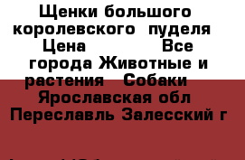 Щенки большого (королевского) пуделя › Цена ­ 25 000 - Все города Животные и растения » Собаки   . Ярославская обл.,Переславль-Залесский г.